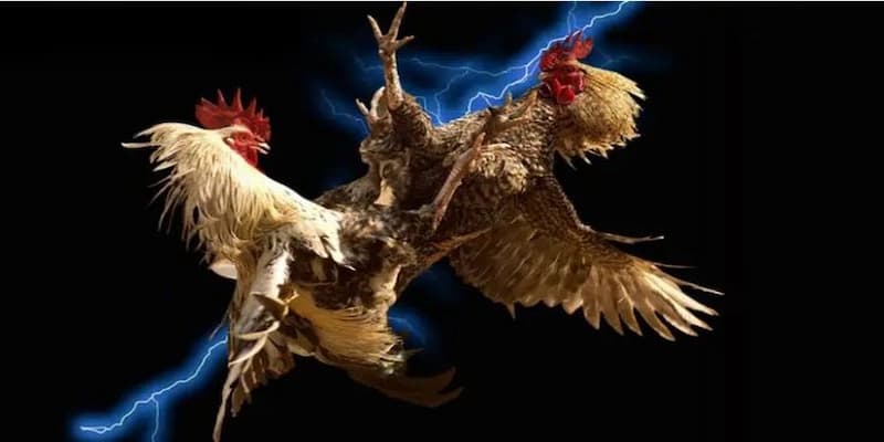 Đá gà Bongvip - Điểm chơi chất lượng, cơ hội chiến thắng lớn